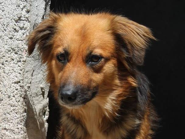 Vuoi adottare un cane a Asti?