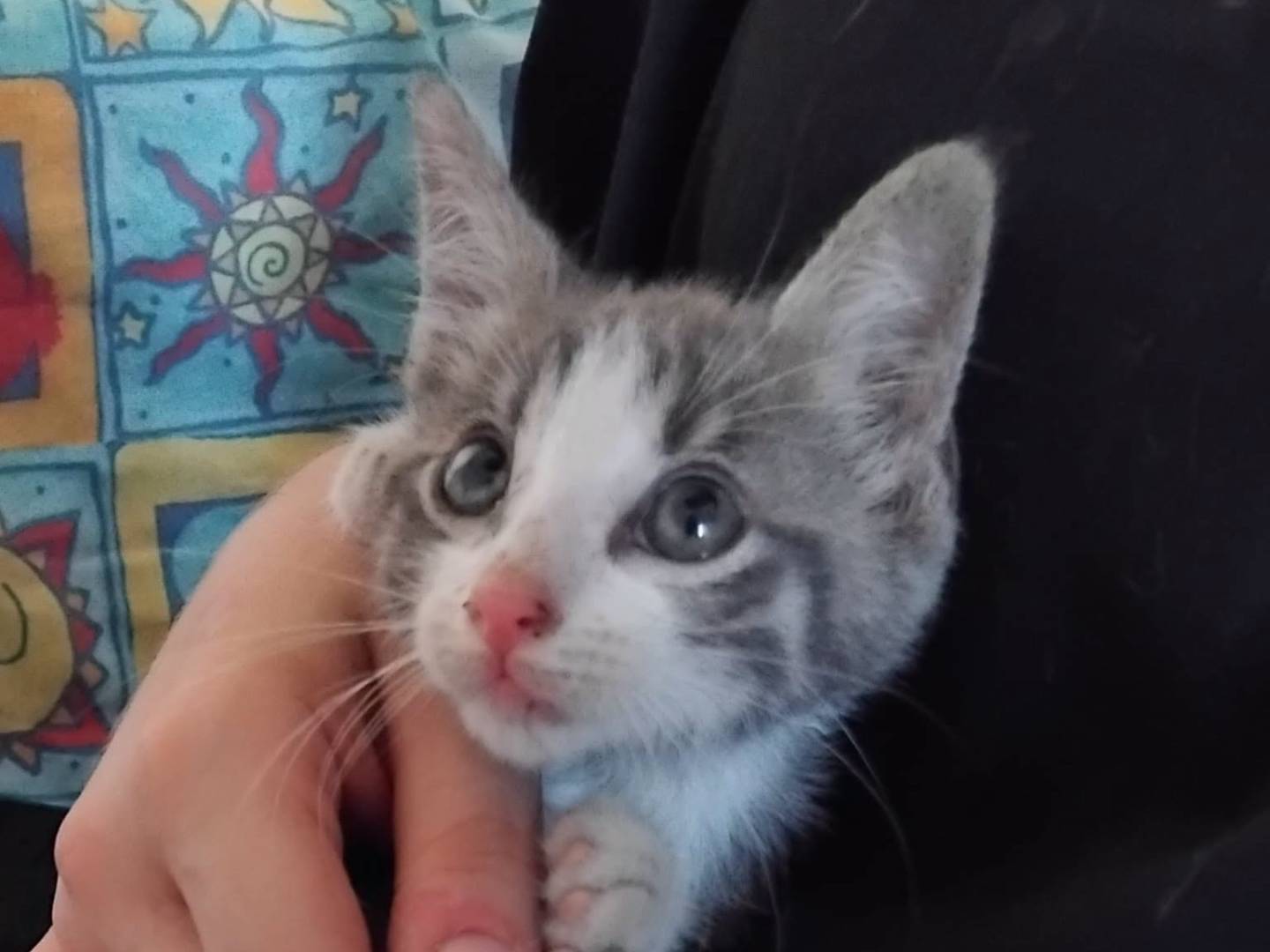 Adozione gatto, maschio, Razza sconosciuta Razza sconosciuta, 3 mesi, taglia non valida, Brescia