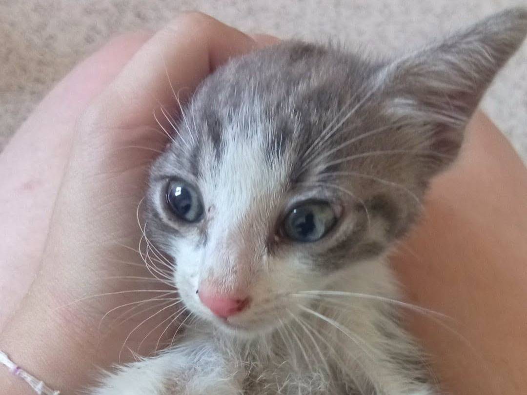 Adotta un gatto, taglia non valida, maschio, Brescia