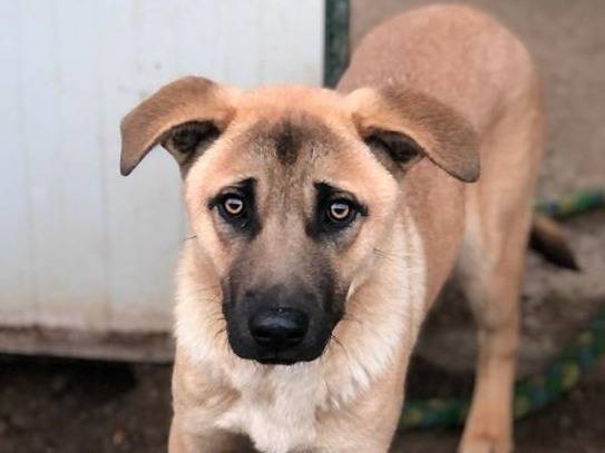 Adotta un cane, maschio, 5 anni e 3 mesi, Como