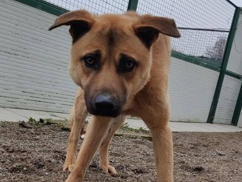 Adotta un cane, taglia media, maschio, Como