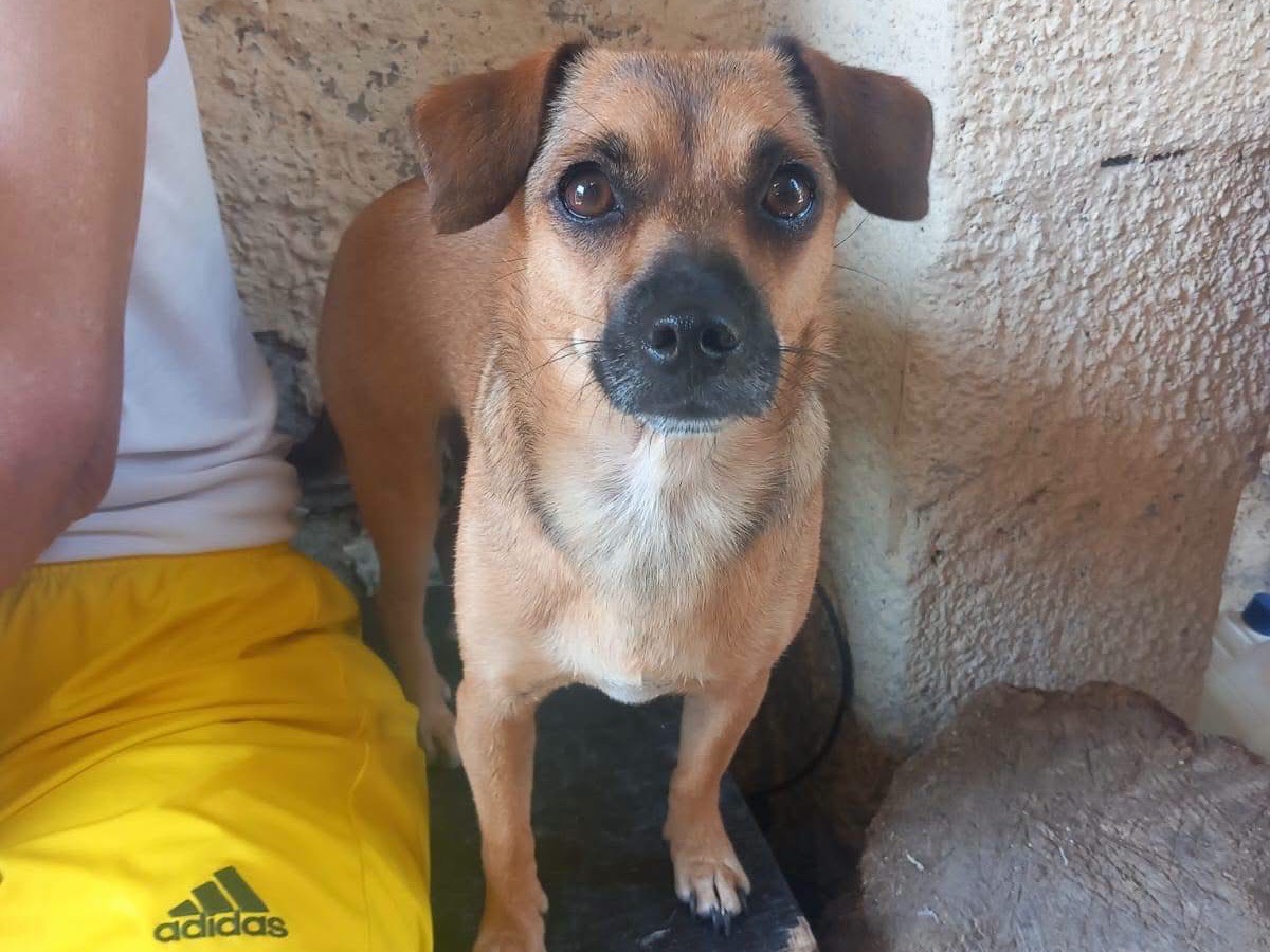 Adozione cane, femmina, Razza sconosciuta Razza sconosciuta, 2 anni e 1 mese, taglia piccola, Avellino