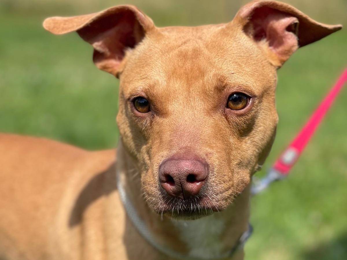 Adozione cane, maschio, Razza sconosciuta Razza sconosciuta, 2 anni e 1 mese, taglia media, Milano