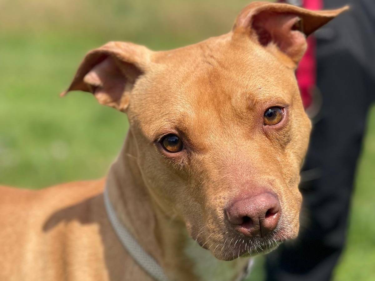 Adotta un cane, maschio, 2 anni e 1 mese, Milano