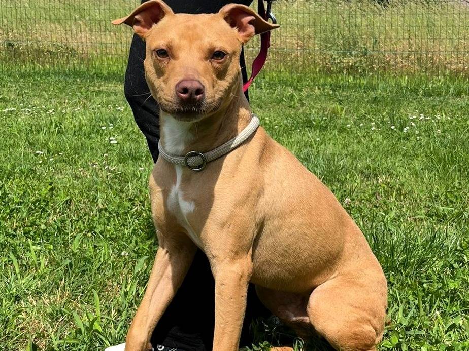 Adotta il cane CARLETTO a Milano