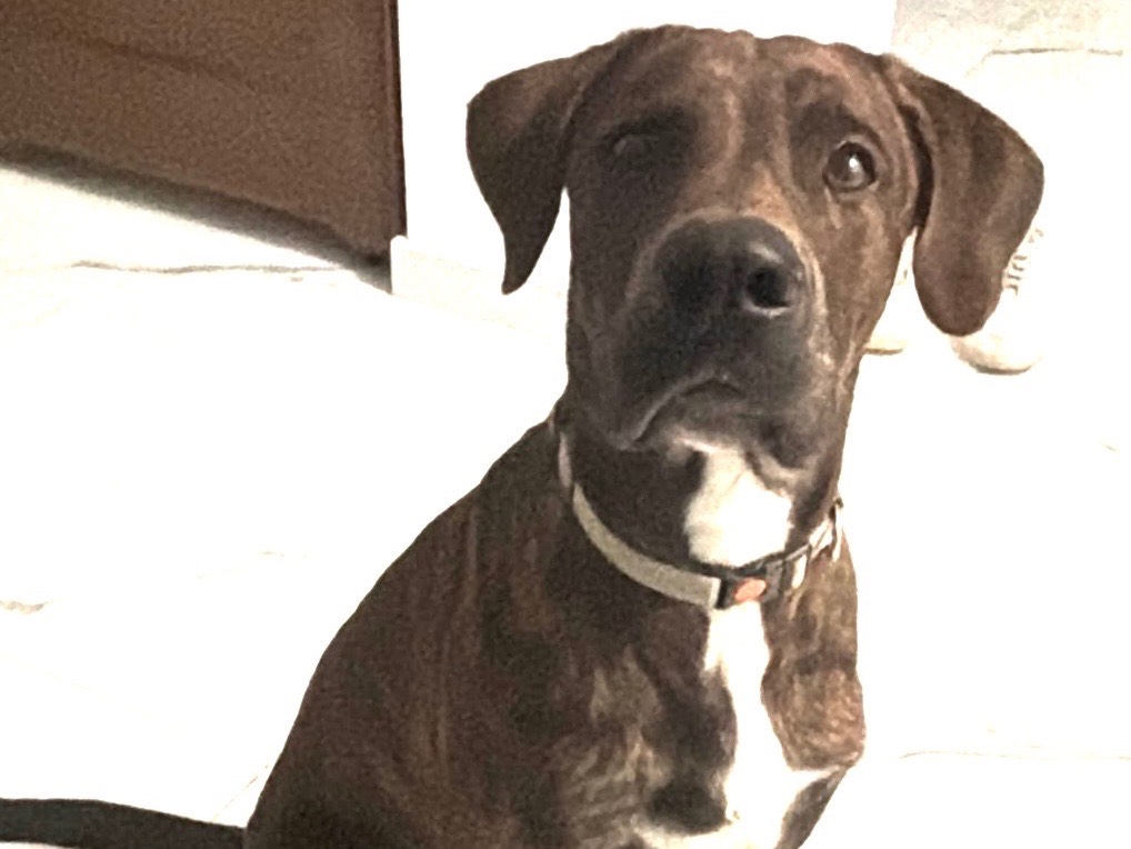 Adozione cane, maschio, Razza sconosciuta Razza sconosciuta, 1 anno e 3 mesi, taglia media, Milano