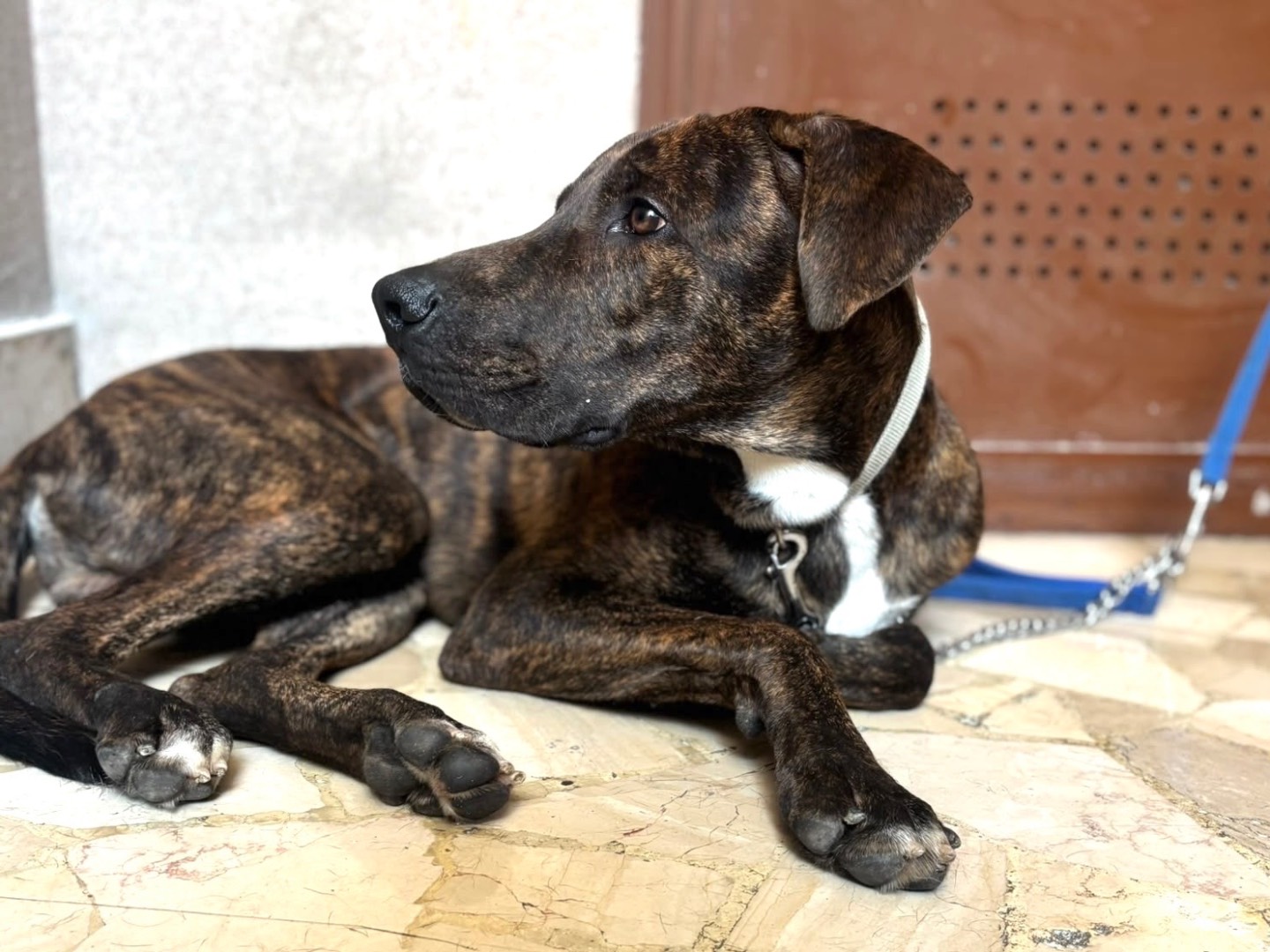 Adotta un cane, maschio, 1 anno e 3 mesi, Milano
