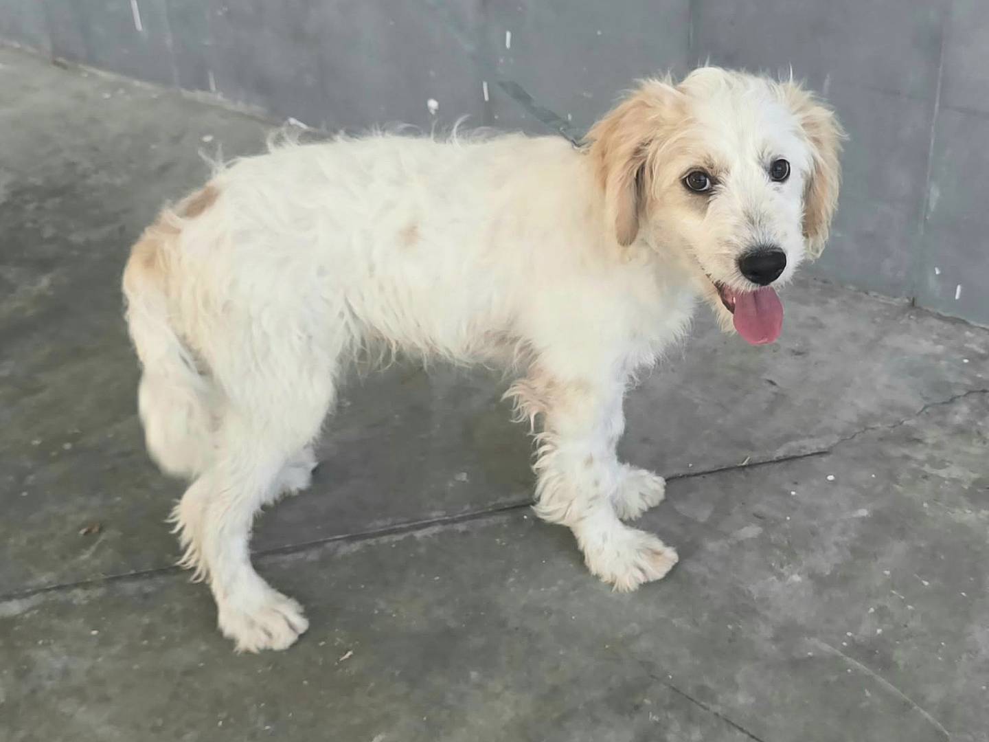 Adozione cane, maschio, Razza sconosciuta Razza sconosciuta, 6 mesi, taglia media, Teramo