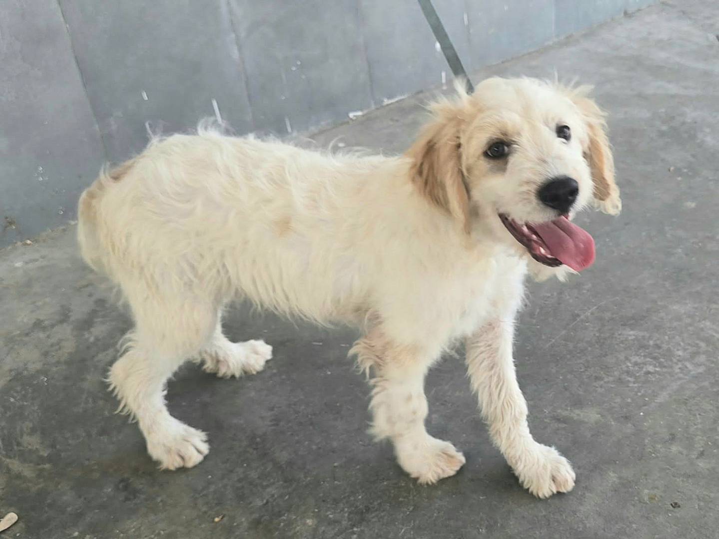 Adotta un cane, maschio, 6 mesi, Teramo