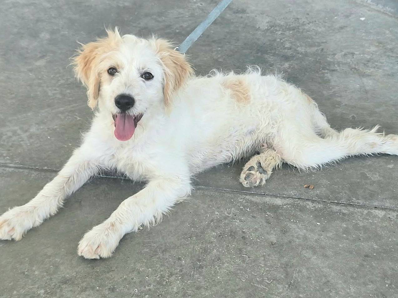 Adotta un cane, taglia media, maschio, Teramo