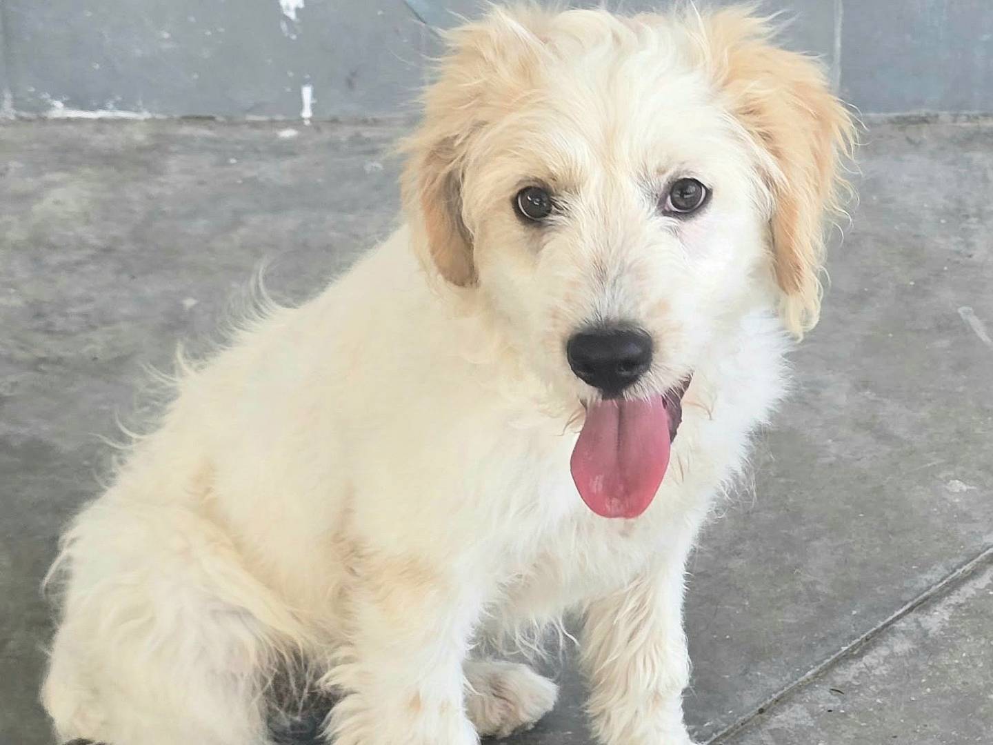 Vuoi adottare un cane a Teramo?