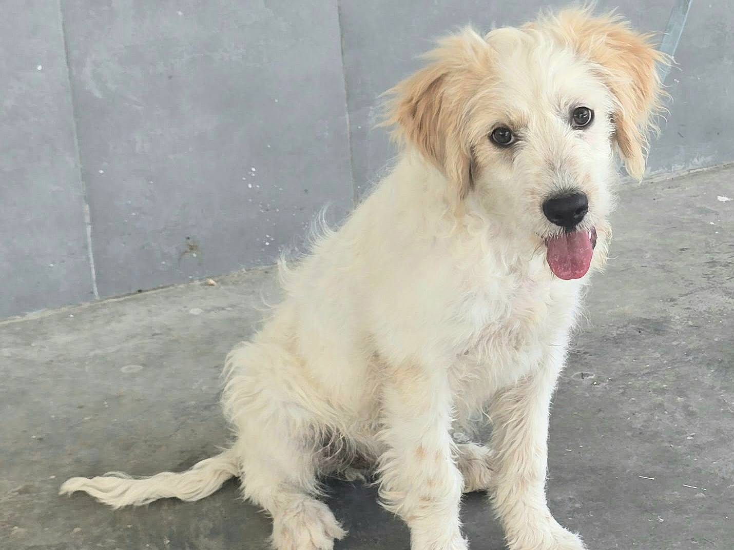 Adotta il cane Oliver a Teramo