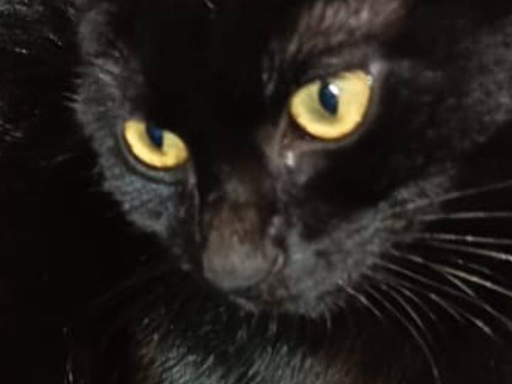 Adotta il gatto OFELIA a Pisa