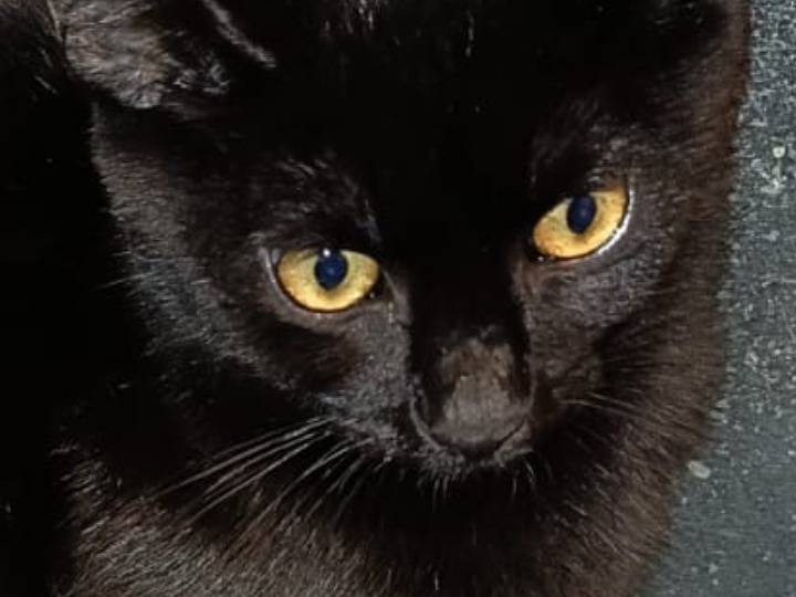 Vuoi adottare un gatto a Pisa?