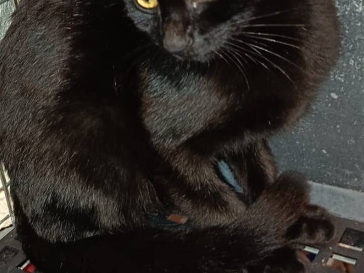 Adotta un gatto, femmina, 4 mesi, Pisa
