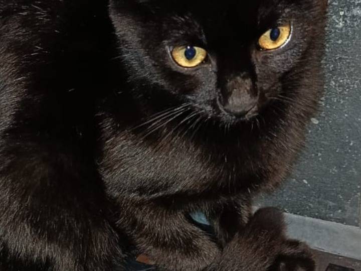 Adozione gatto, femmina, Razza sconosciuta Razza sconosciuta, 4 mesi, taglia non valida, Pisa