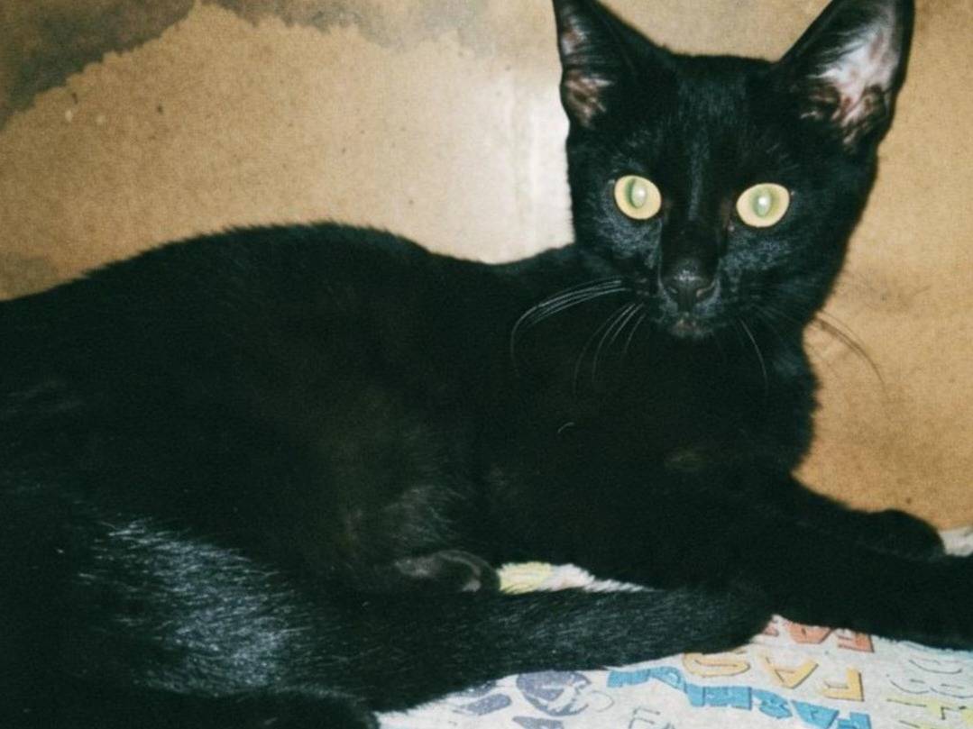 Adotta un gatto, taglia non valida, femmina, Pisa