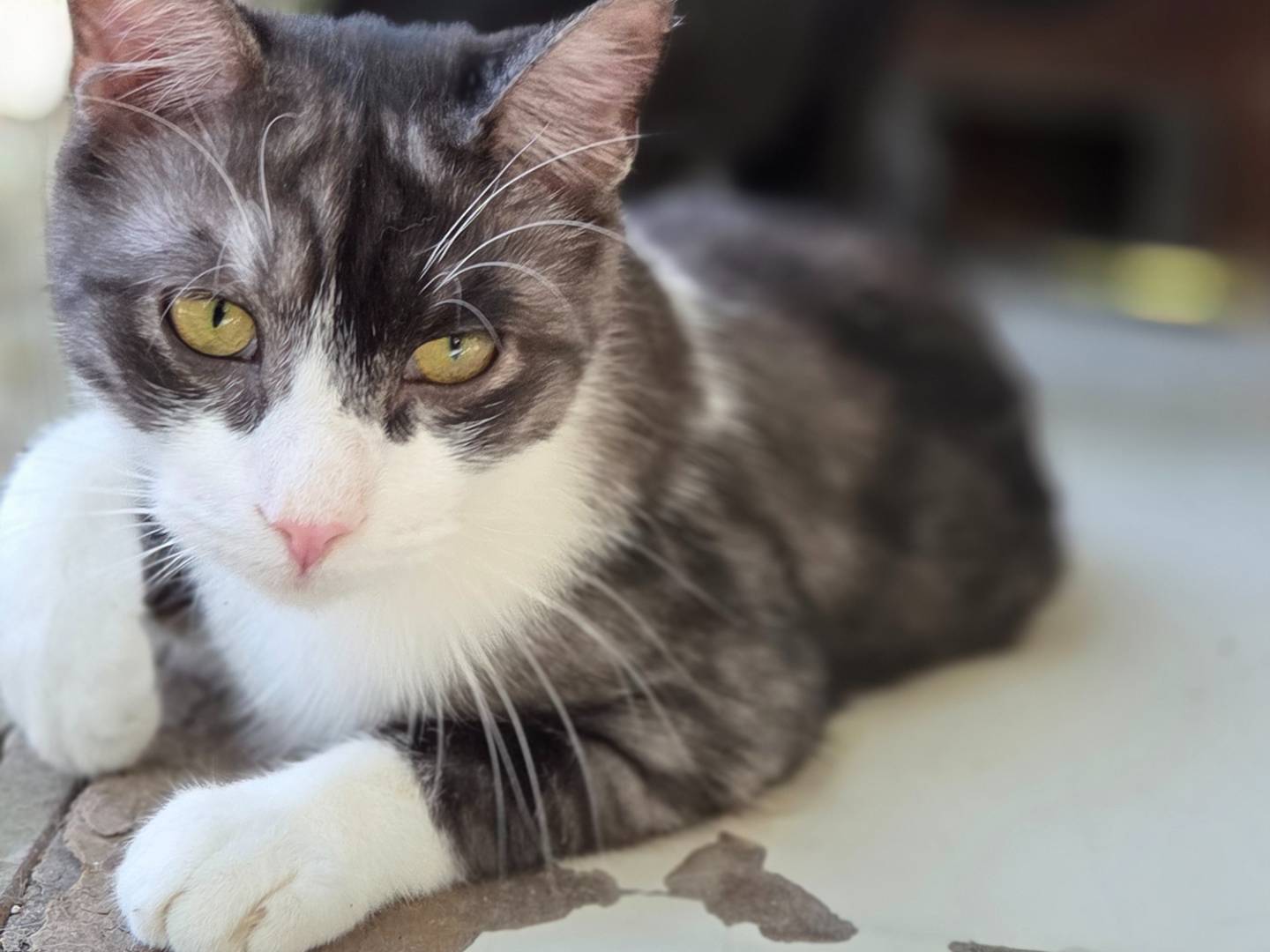 Adozione gatto, maschio, Razza sconosciuta Razza sconosciuta, 1 anno e 6 mesi, taglia non valida, Parma