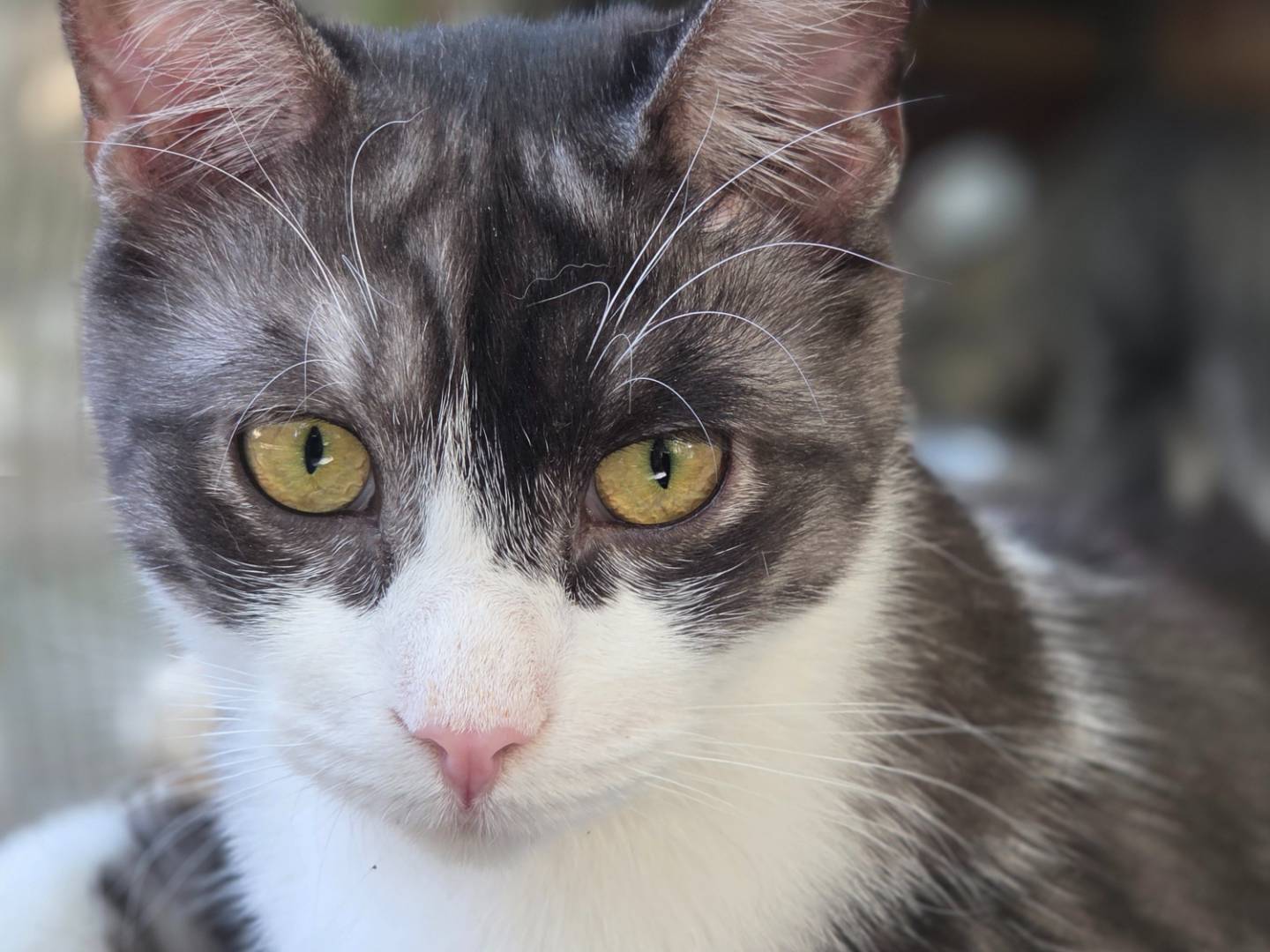 Adotta un gatto, maschio, 1 anno e 6 mesi, Parma