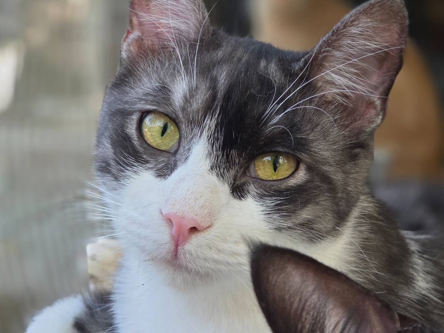 Adotta un gatto, taglia non valida, maschio, Parma