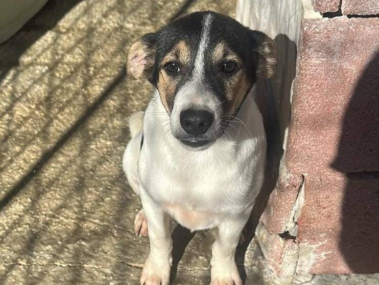 Adozione cane, maschio, Razza sconosciuta Razza sconosciuta, 4 mesi, taglia media, Avellino