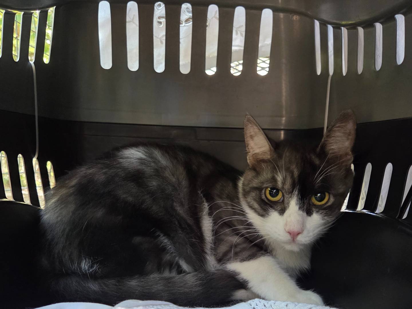 Vuoi adottare un gatto a Parma?