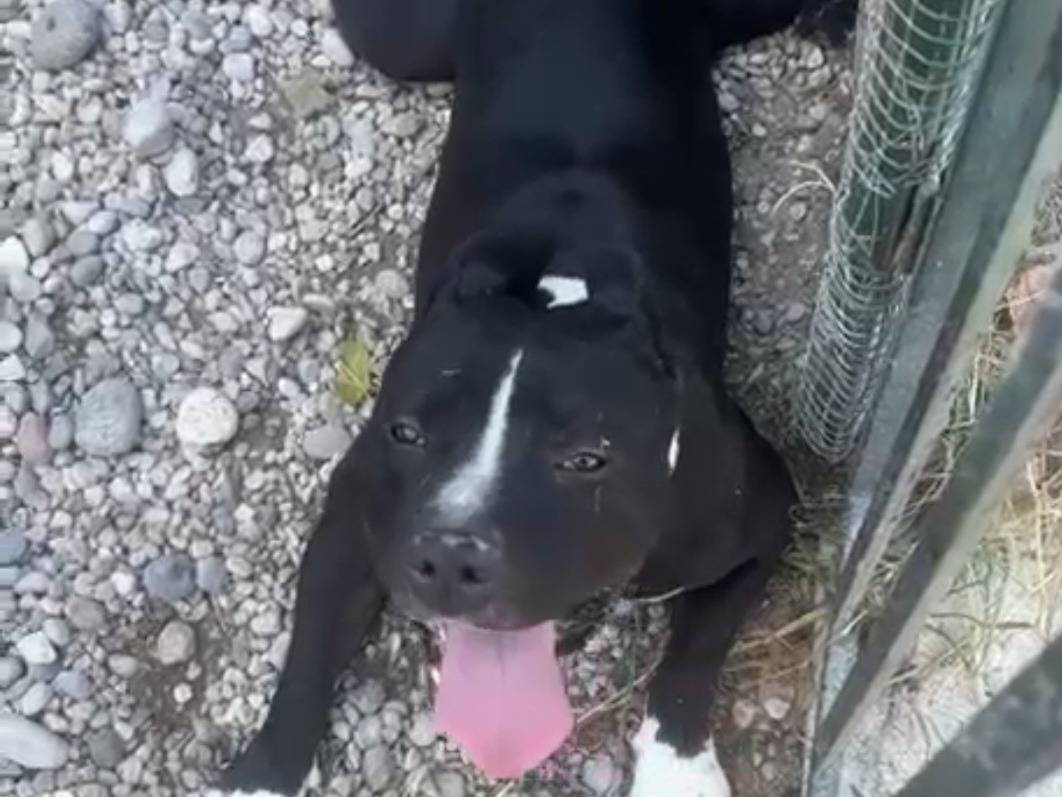 Adotta un cane, maschio, 3 anni e 4 mesi, Mantova