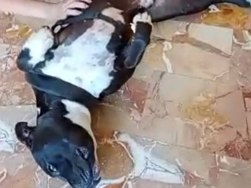 Adotta un cane, taglia grande, maschio, Mantova