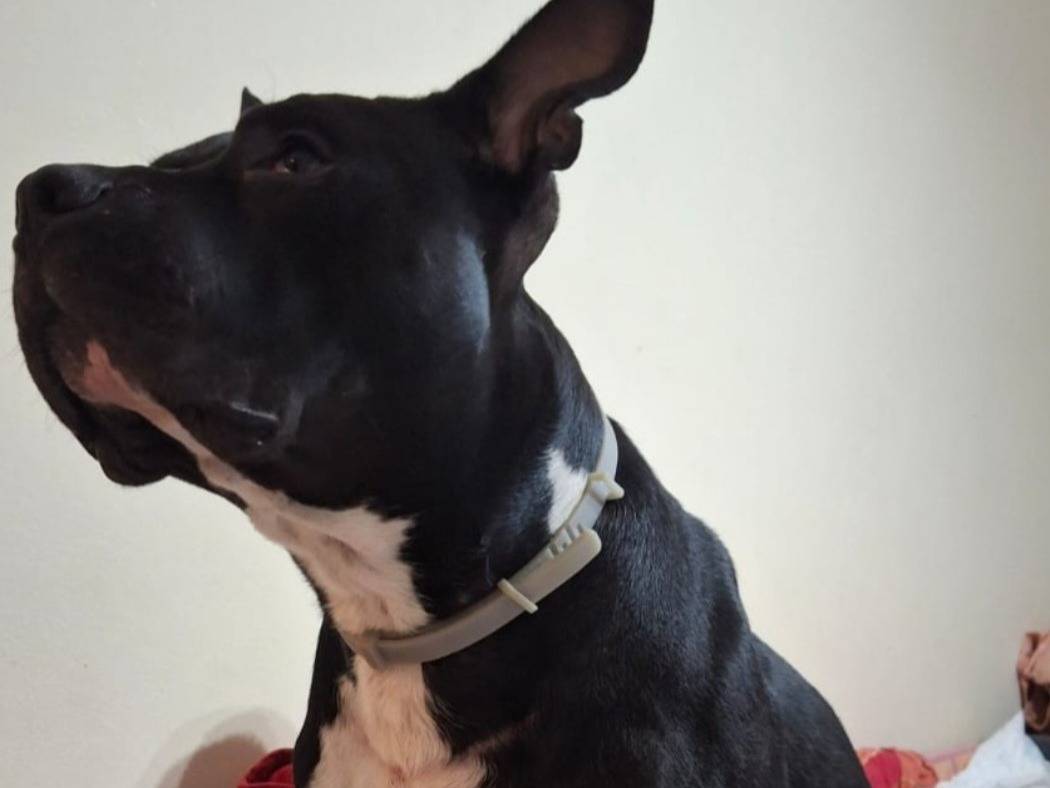 Vuoi adottare un cane a Mantova?