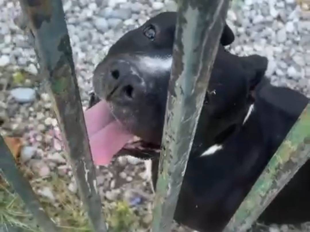 Adotta il cane Aron a Mantova