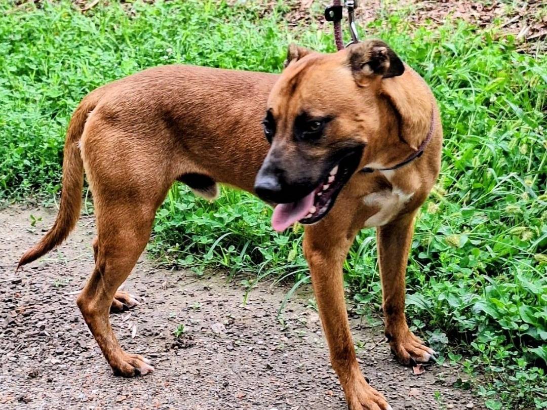 Adozione cane, maschio, Razza sconosciuta Razza sconosciuta, 1 anno e 4 mesi, taglia media contenuta, Varese