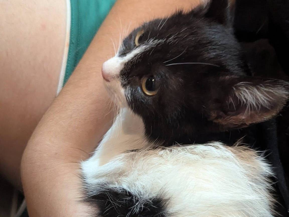 Adozione gatto, maschio, Razza sconosciuta Razza sconosciuta, 2 mesi, taglia non valida, Teramo