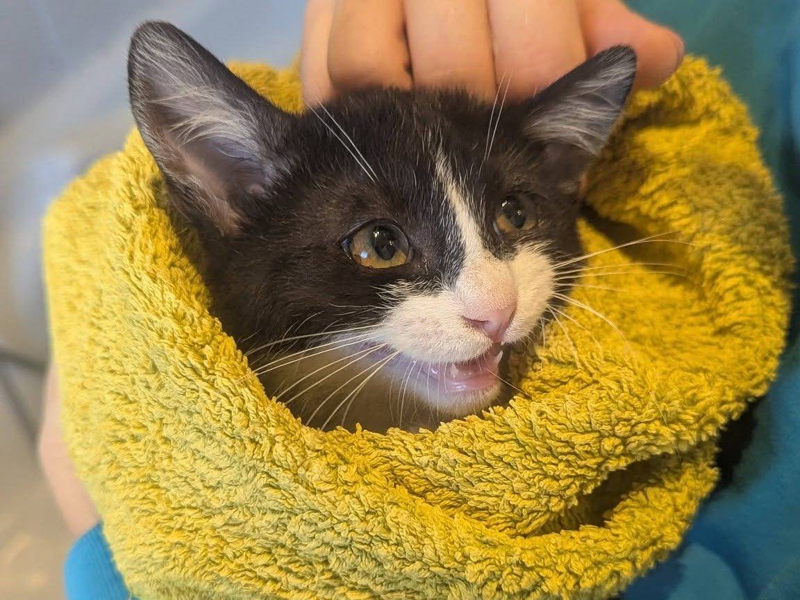 Adotta un gatto, maschio, 2 mesi, Teramo
