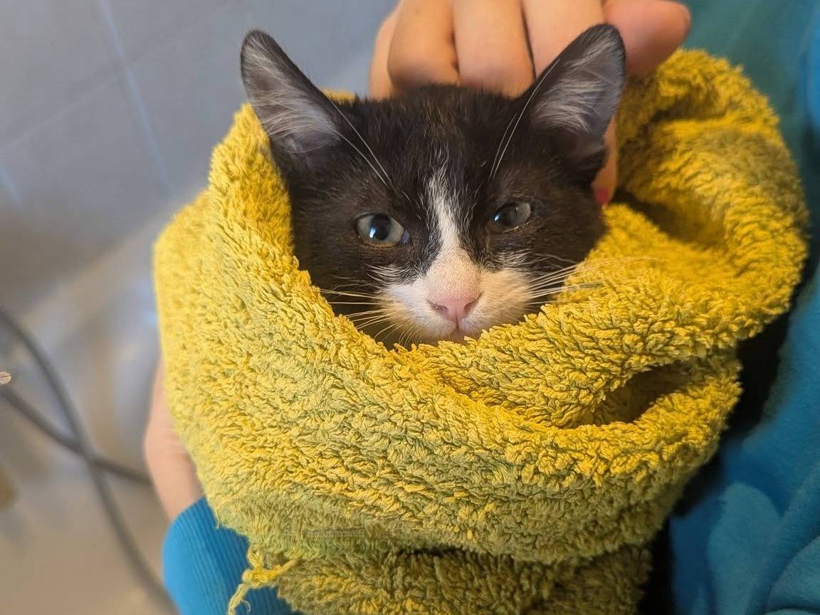 Adotta un gatto, taglia non valida, maschio, Teramo