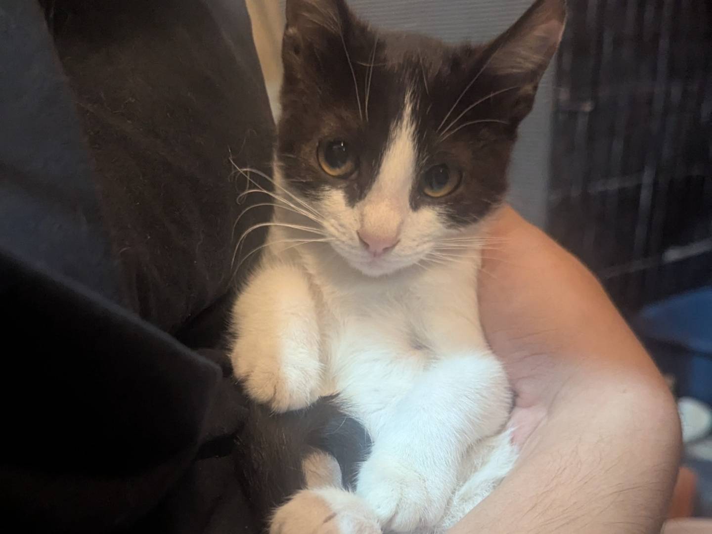 Adozione gatto, maschio, Razza sconosciuta Razza sconosciuta, 2 mesi, taglia non valida, Teramo