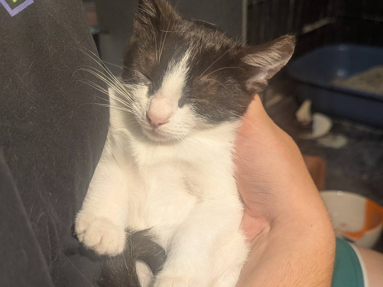 Adotta un gatto, maschio, 2 mesi, Teramo