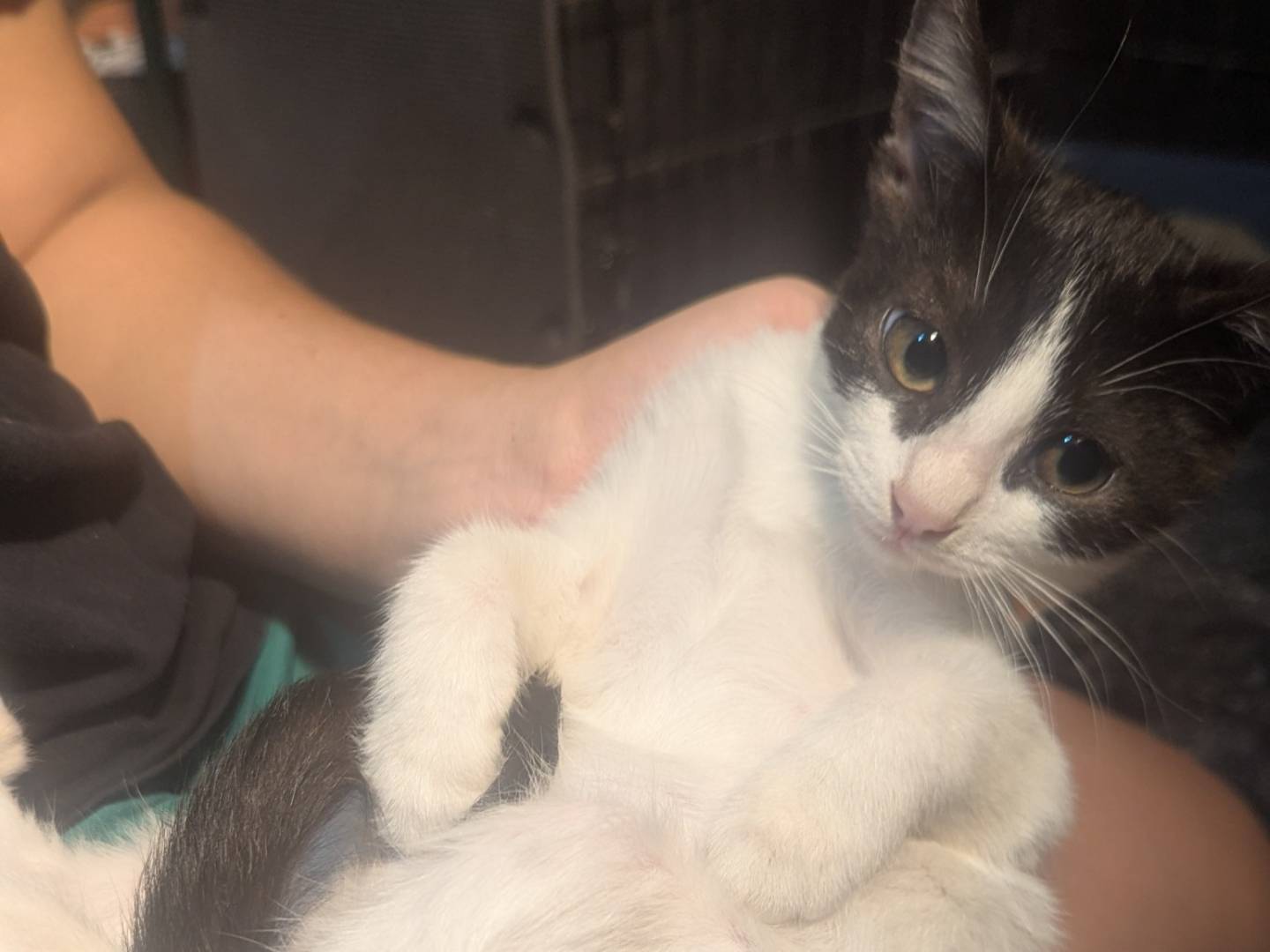 Adotta un gatto, taglia non valida, maschio, Teramo