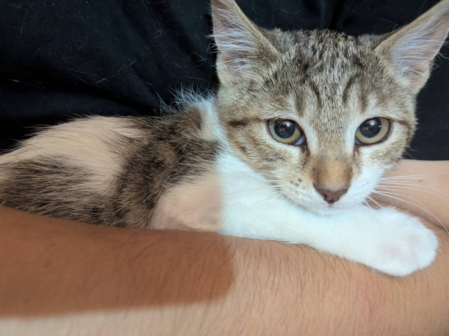 Adozione gatto, maschio, Razza sconosciuta Razza sconosciuta, 2 mesi, taglia non valida, Teramo