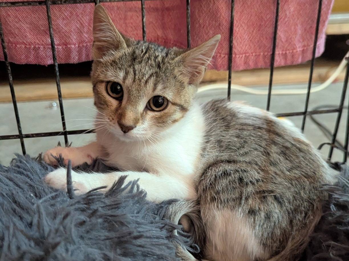 Adotta un gatto, maschio, 2 mesi, Teramo