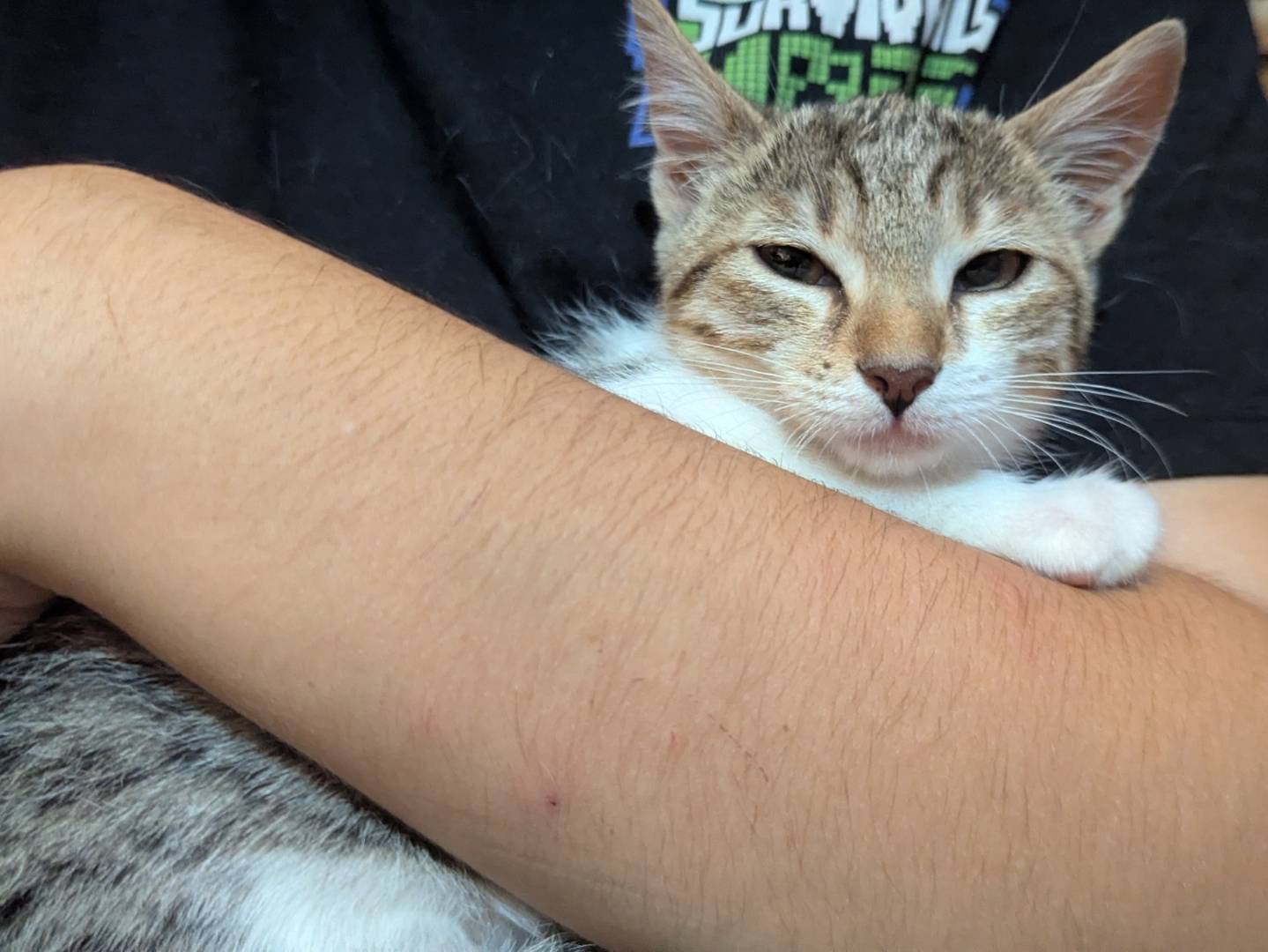 Adotta un gatto, taglia non valida, maschio, Teramo