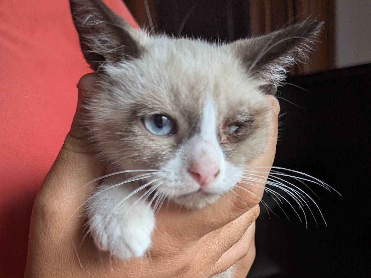 Adozione gatto, femmina, Razza sconosciuta Razza sconosciuta, 3 mesi, taglia non valida, Teramo