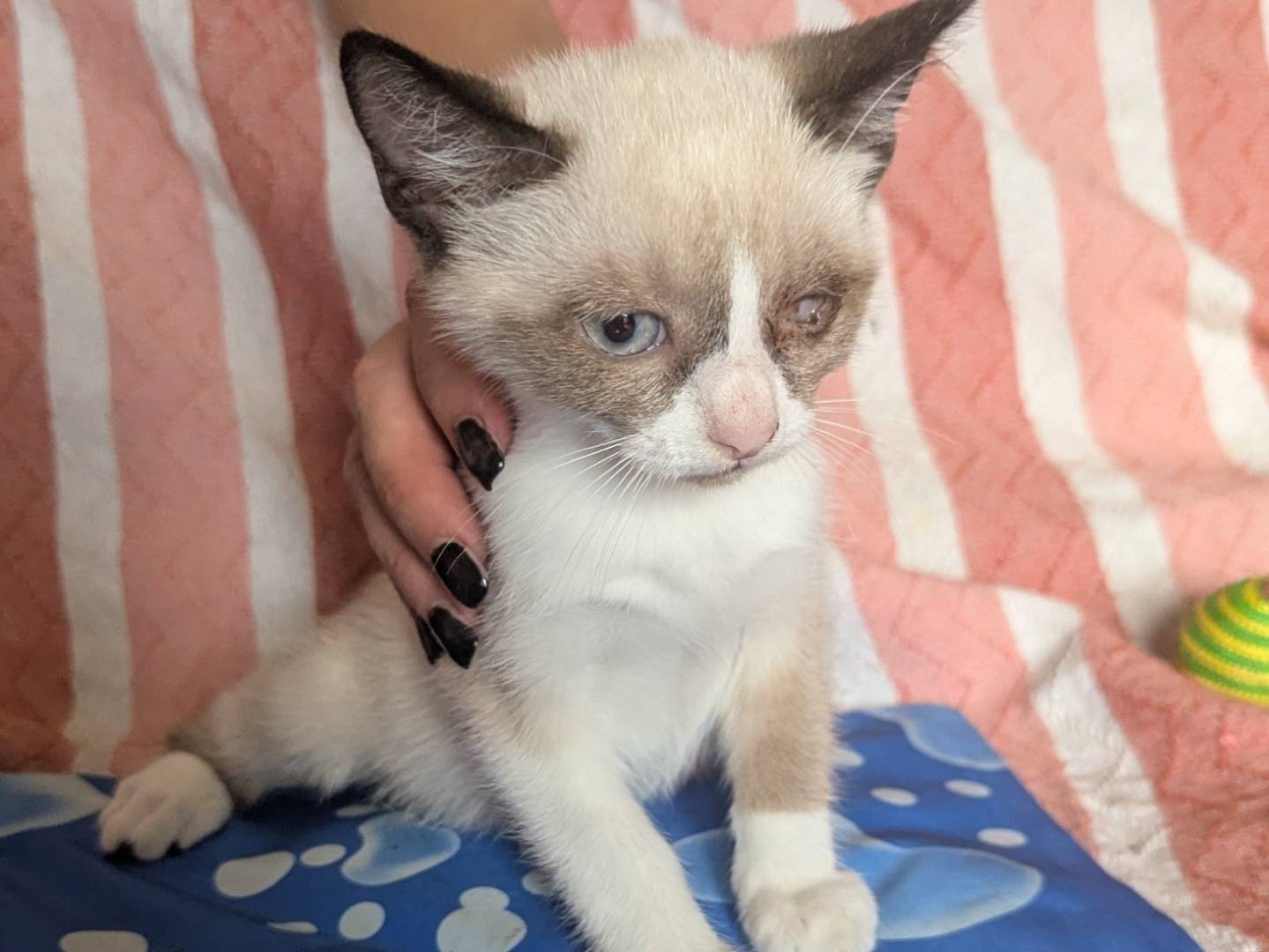 Adotta un gatto, femmina, 3 mesi, Teramo