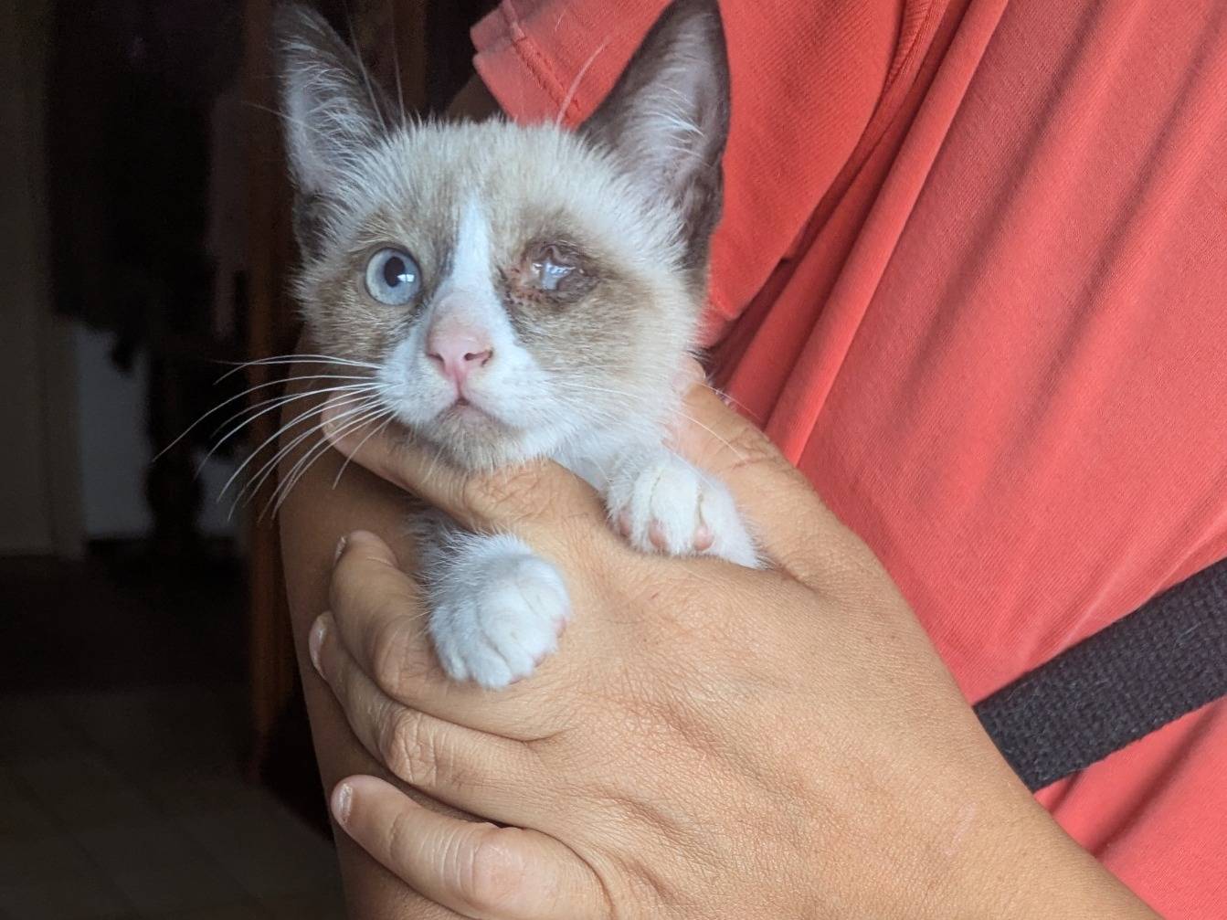 Adotta un gatto, taglia non valida, femmina, Teramo