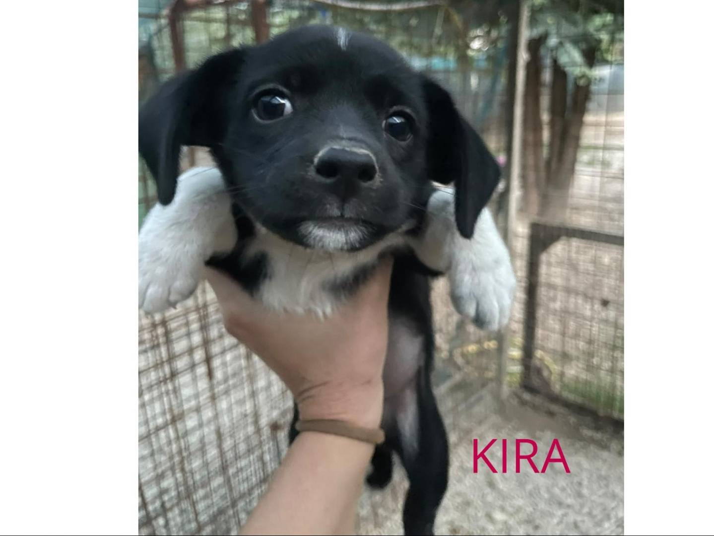 Adozione cane, femmina, Razza sconosciuta Razza sconosciuta, 2 mesi, taglia media contenuta, Frosinone