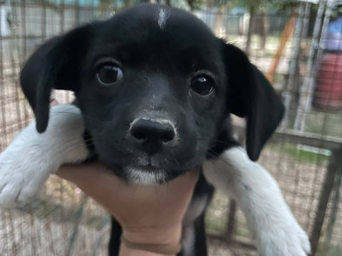 Adotta un cane, femmina, 2 mesi, Frosinone