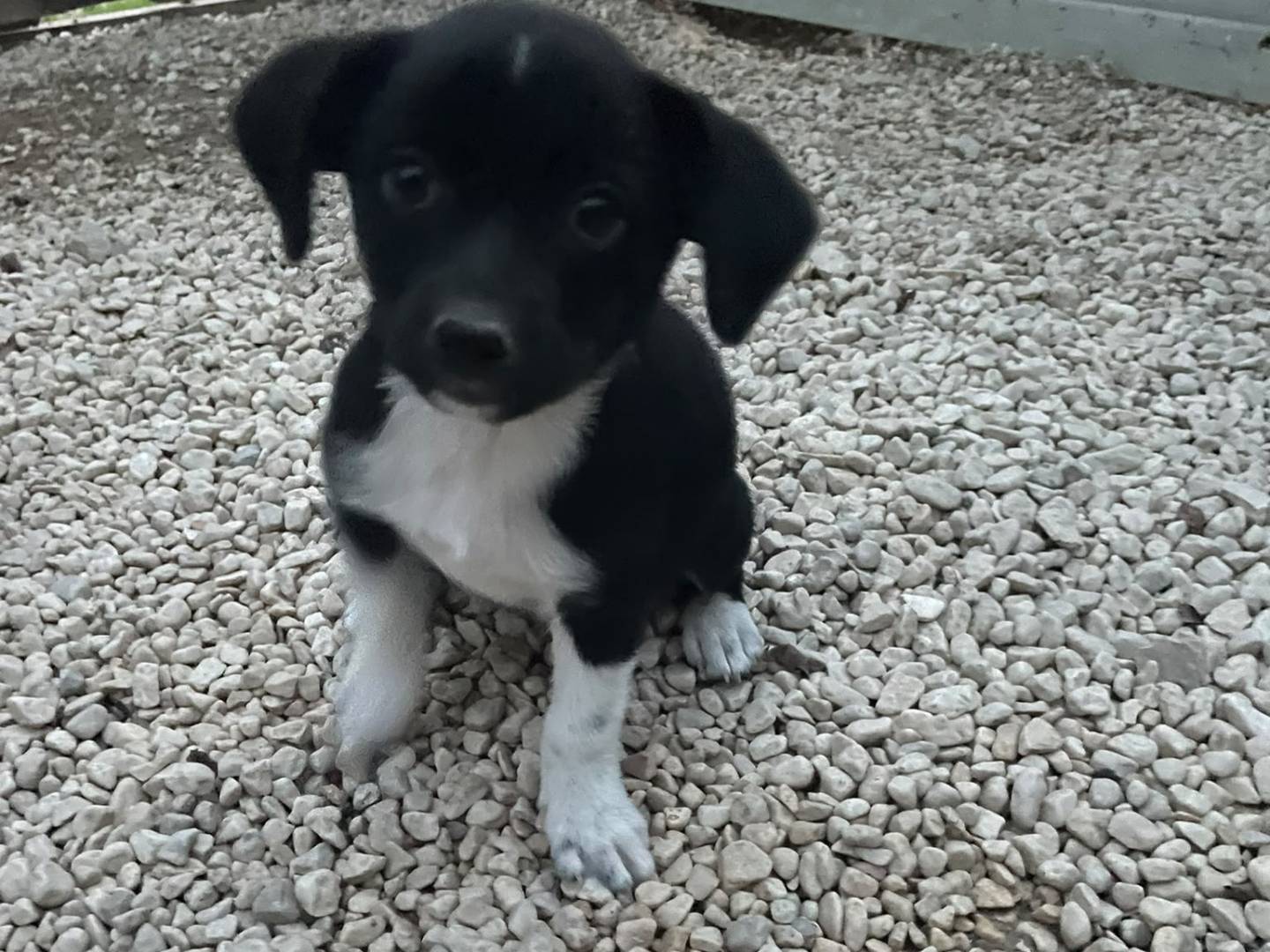 Adotta un cane, taglia media contenuta, femmina, Frosinone