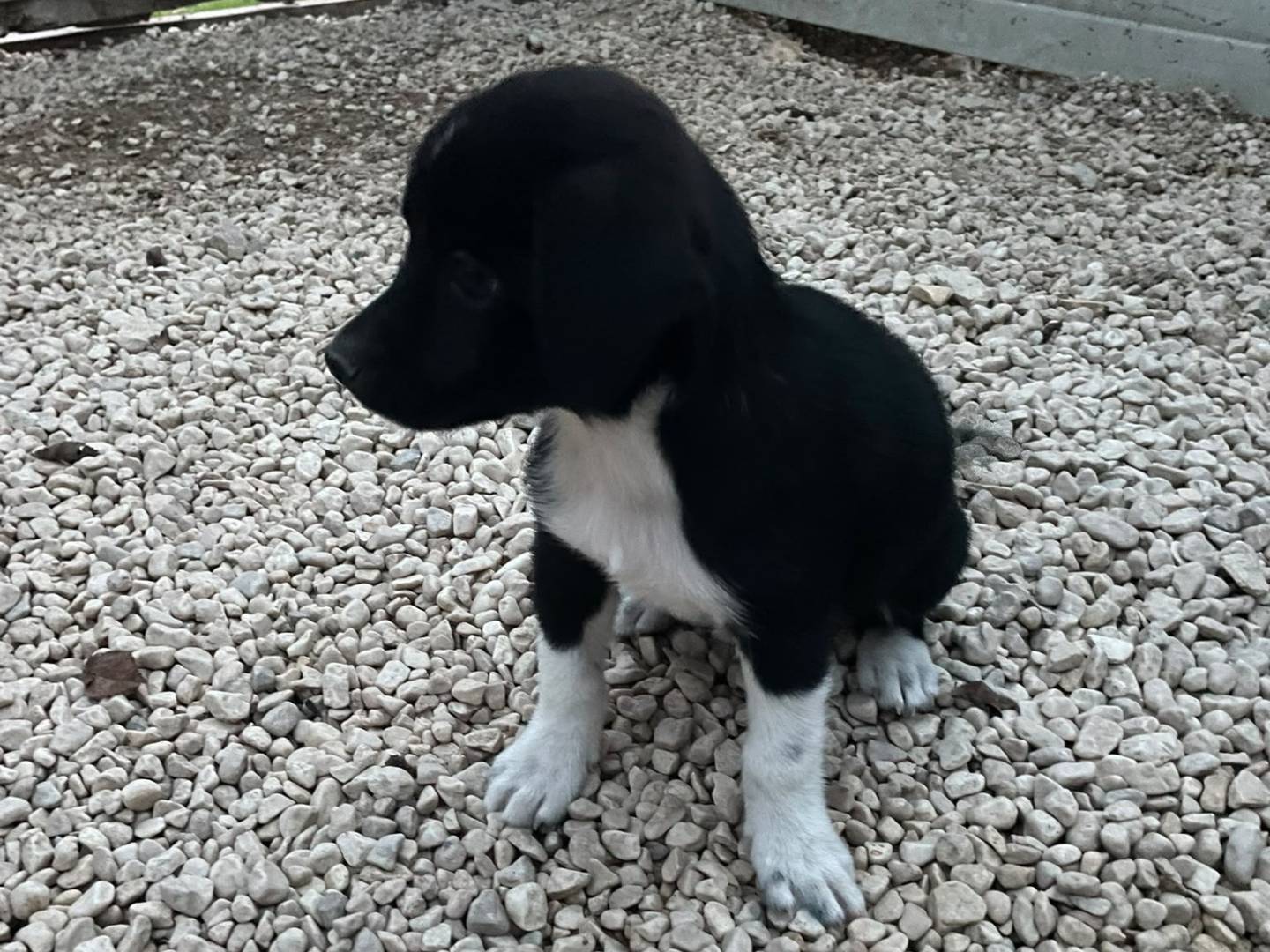 Vuoi adottare un cane a Frosinone?