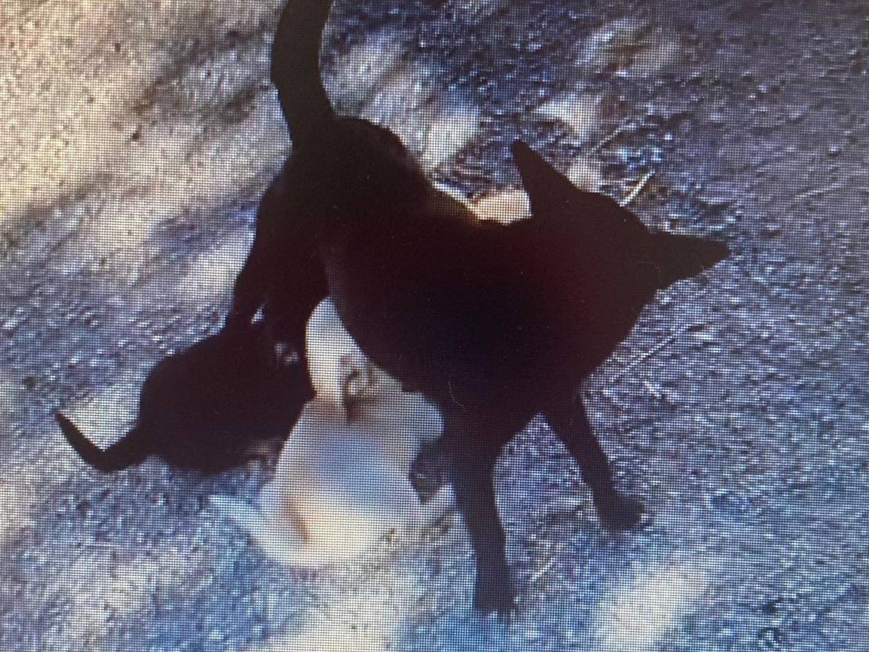 Adotta il cane KIRA a Frosinone