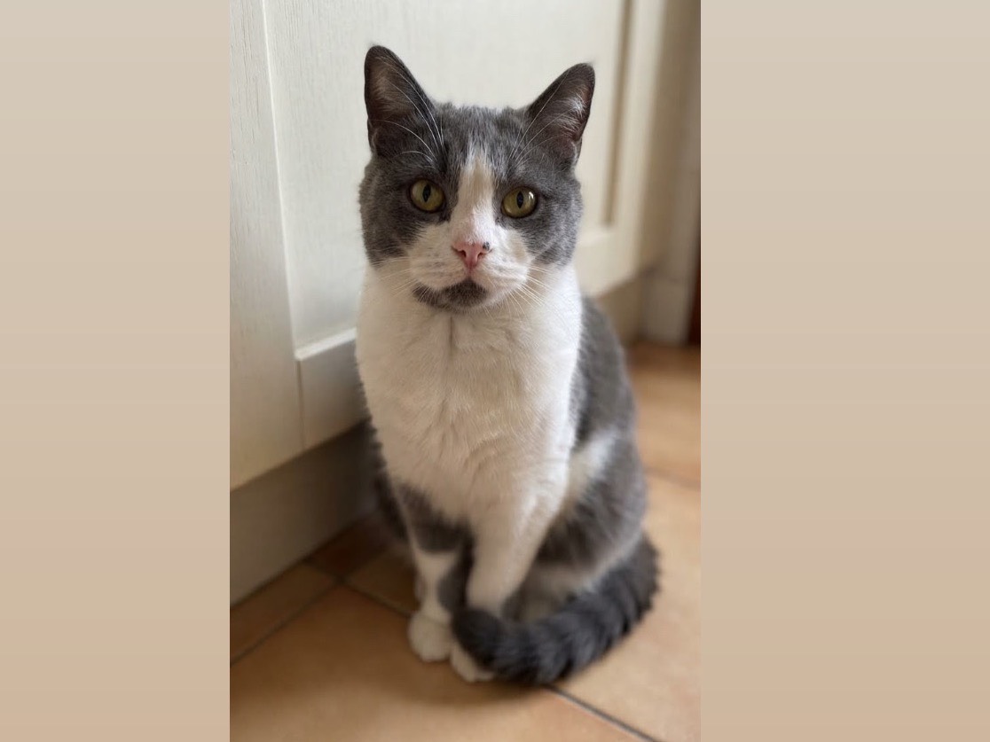 Adozione gatto, femmina, Razza sconosciuta Razza sconosciuta, 6 anni, taglia non valida, Potenza