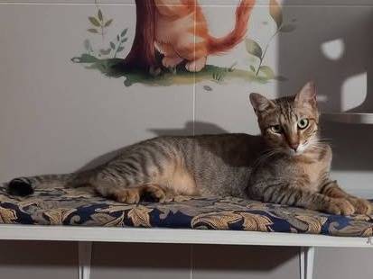 Adotta un gatto, maschio, 2 anni e 5 mesi, Bari